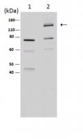 Anti-iNOS/NOS II Antibody, NT 