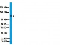 Anti-Integrin 1 Antibody, clone MB1.2 
