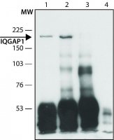 Anti-IQGAP1 (C-terminal region) antibody produced in rabbit 