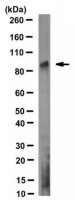 Anti-KAT2A (GCN5) Antibody, clone 2GC-2C11 