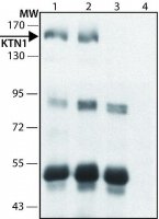 Anti-KTN1 antibody produced in rabbit 