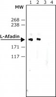Anti-l-Afadin antibody produced in rabbit 