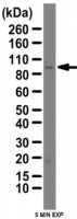 Anti-LAMP-1 (CD107a) Antibody 