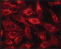 Anti-LAMP1 antibody produced in rabbit 