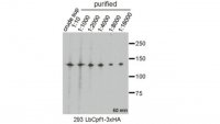Anti-LbCpf1 Antibody, clone 2D5-6G11 