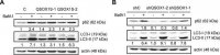 Anti-LC3 antibody produced in rabbit 