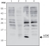Anti-LC3C antibody, Mouse monoclonal 