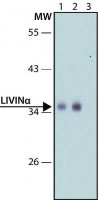 Anti-Livin antibody produced in rabbit 