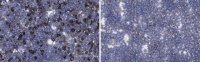 Anti-LOTUS Antibody, clone H24G11 