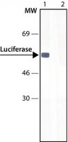 Anti-Luciferase antibody produced in rabbit 