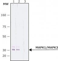Anti-MAP Kinase, Activated (Diphosphorylated ERK-1&2) antibody, Mouse monoclonal 