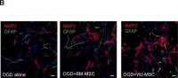 Anti-MAP2 Antibody, clone AP20 