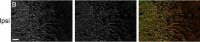 Anti-MAP2 antibody, Mouse Monoclonal 