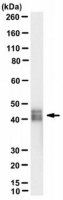 Anti-MBP (Citrulline R122) Antibody, clone 1H1 