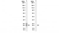 Anti-MBP (Citrulline R25) Antibody, clone 1B8 