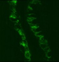 Anti-MCAM Antibody, clone P1H12 
