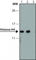 Anti-methyl-Histone H4 (Me-Lys20)antibody, Mouse monoclonal 