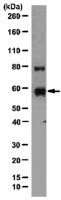 Anti-MMP-3 Antibody, NT 