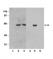 Anti-Myc Tag Antibody, clone 4A6 