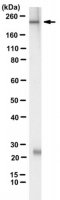 Anti-MYH-1 Antibody, clone 6F12H3 