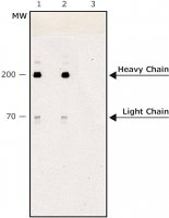 Anti-Myosin (Skeletal, Fast) antibody, Mouse monoclonal 