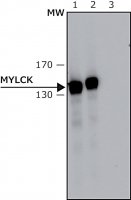 Anti-Myosin Light Chain Kinase antibody, Mouse monoclonal 