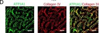 Anti-Na+/K+ ATPase -1 Antibody, clone C464.6 