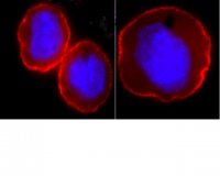 Anti-Na+/K+ ATPase -1 Antibody, clone C464.6, Alexa Fluor 555 5-369X-555
