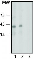 Anti-Nanog antibody, Mouse monoclonal 