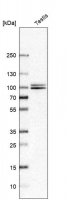 Anti-NBR1 antibody produced in rabbit 