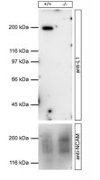 Anti-NCAM-L1 