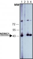 Anti-NDRG1 (C-terminal) antibody produced in rabbit 