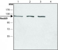 Anti-Nedd9 (C-terminal region) antibody produced in rabbit 