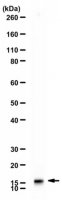 Anti-Neurogranin 