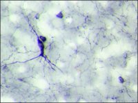 Anti-Neuropeptide Y (NPY) antibody produced in rabbit 