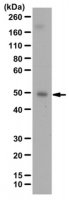 Anti-NFB p50 Antibody 