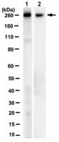 Anti-NG2 Chondroitin Sulfate Proteoglycan Antibody, clone 132.38 
