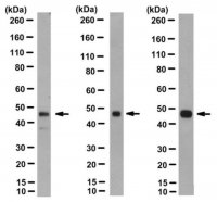 Anti-nonphospho-GSK3 (Ser9) Antibody, beta specific Antibody, clone 12B2 