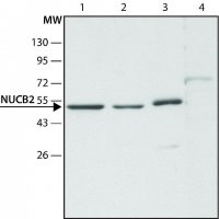 Anti-NUCB2 (C-terminal) antibody produced in rabbit 