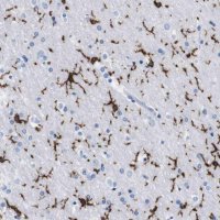 Anti-P2RY12 antibody produced in rabbit 