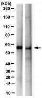 Anti-P2RY12 Antibody, clone 10B5.3.27 