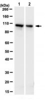 Anti-PDCD6-interacting protein Antibody, clone 12H1.2 