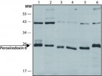 Anti-Peroxiredoxin 6 (N-terminal) antibody produced in rabbit 