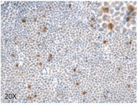 Anti-phospho 4E-BP1 (Ser83) ABE2889-25UL