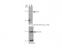 Anti-phospho AEP (Ser226) 