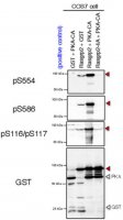 Anti-phospho RasGRP2 (Ser116/Ser117) 
