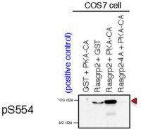 Anti-phospho RasGRP2 (Ser554) 