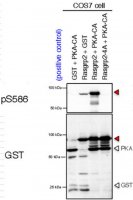 Anti-phospho RasGRP2 (Ser586) 