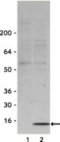 Anti-phospho-H2A.X (Ser139) Antibody 