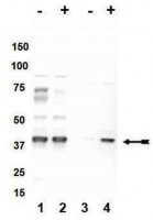 Anti-phospho-p38 (Thr180/Tyr182) Antibody 